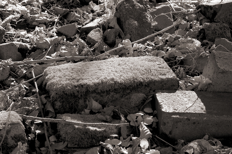 Moss on Brick Valley Forge, PA � Dave Hickey